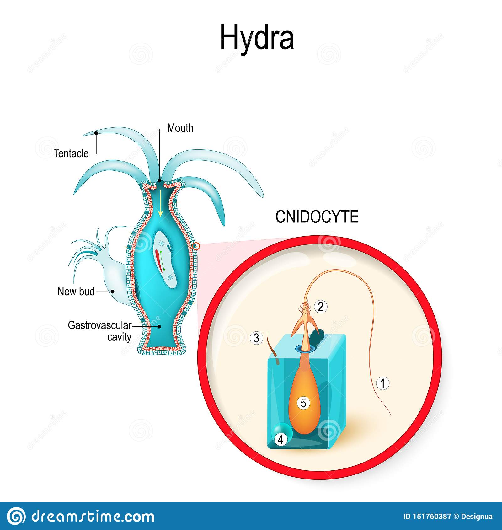 Блэк спрут актуальные